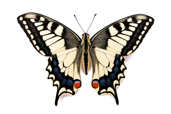 Papilio machaon Butterfly — Stockfoto
