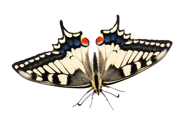 나비 제비 machaon — 스톡 사진