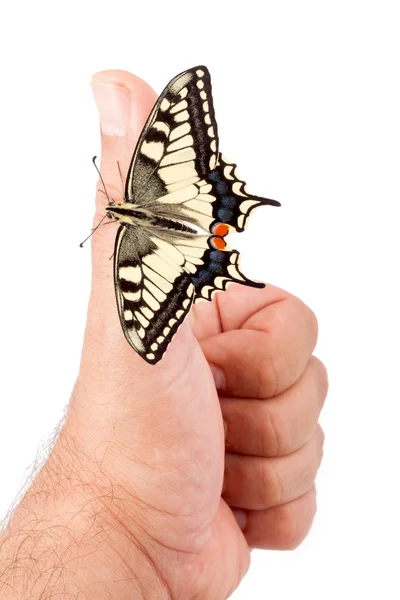 Papilio machaon borboleta — Fotografia de Stock