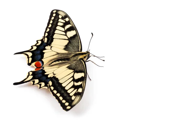 Butterfly Papilio machaon — Stock Photo, Image