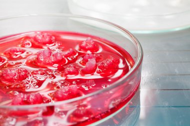 petri yemeklerinde büyüyen bakteriler