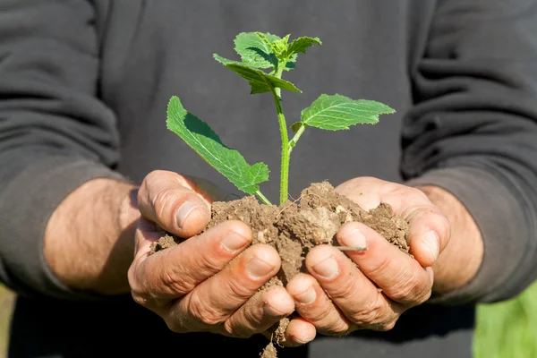 Mãos de fazendeiro com planta — Fotografia de Stock