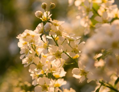 çiçek açması kuş kiraz ağacı