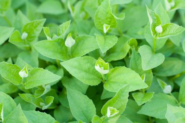 bahar doku bırakır