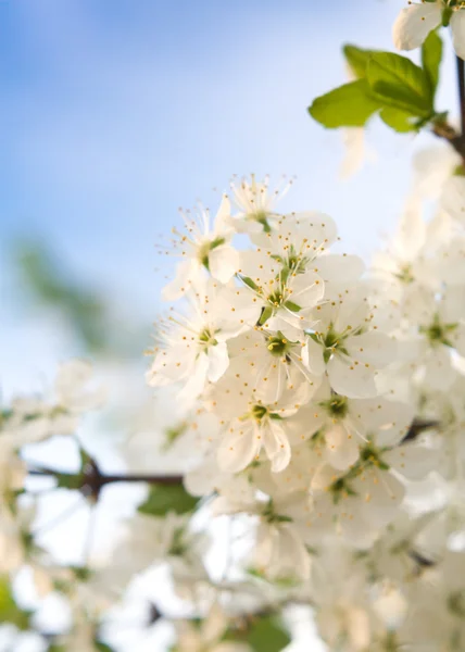 La floreciente foto de primavera de cerezos al atardecer —  Fotos de Stock
