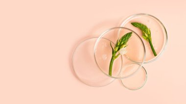 İçi şeffaf jel kaplı petri kaplarının üst görünümü. Taze yeşil yeşillik. Araştırma ve hazırlama kavramı, kozmetik, pastel renkler..