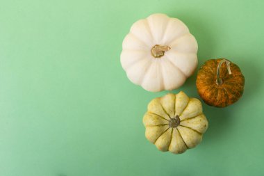 Yeşil zeminde farklı balkabakları. Sonbahar bayrağı..