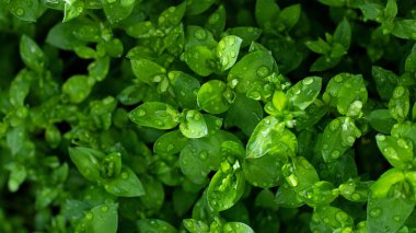 Yeşil çimlerin yağmur damlacıklarıyla makro fotoğrafları. Su damlacıklarıyla taze bahar yaprakları. Güzel doğal arka plan, kopyalama alanı olan büyük afiş..