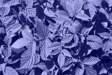 Menekşe rengine boyanmış taze yaprakların üst görüntüsü.