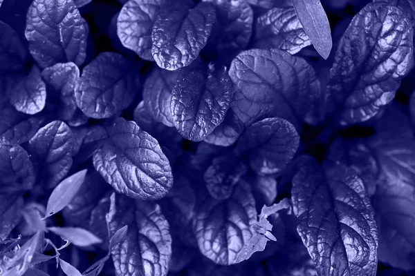 光滑叶面的顶部视图 适用于覆盖文本 流行的紫罗兰色 — 图库照片
