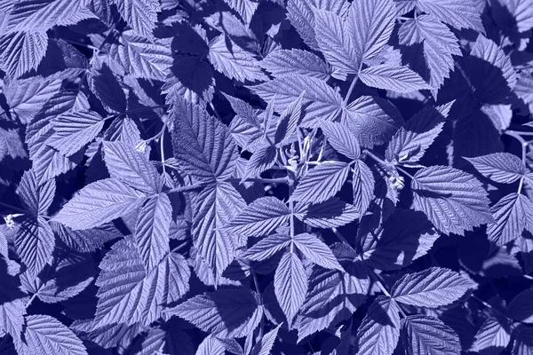 Menekşe rengine boyanmış taze yaprakların üst görüntüsü.