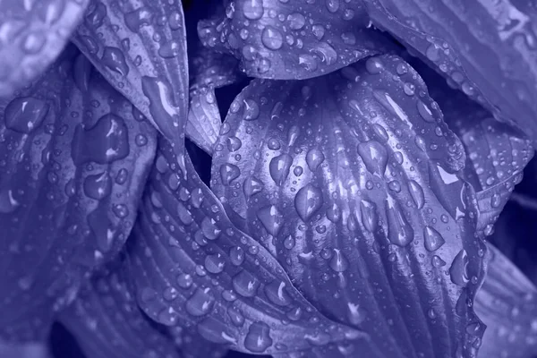 雨滴と光沢のある葉のトップビューの写真は 流行の2022色で着色 — ストック写真