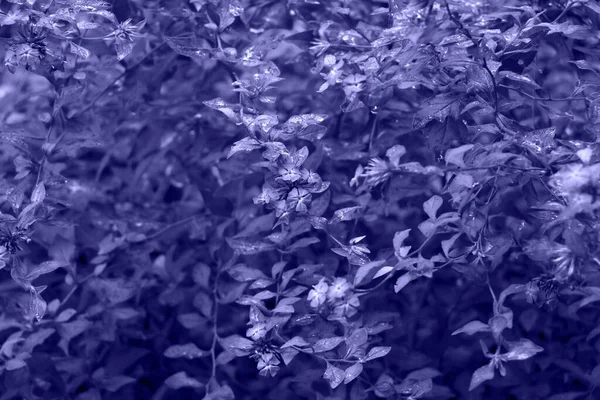 紫罗兰绽放 雨后的亚麻花 单色背景 — 图库照片