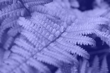 2022 model renkli genç eğrelti otunun en üst görüntüsü. Kopyalama alanı olan güzel botanik arkaplanı.