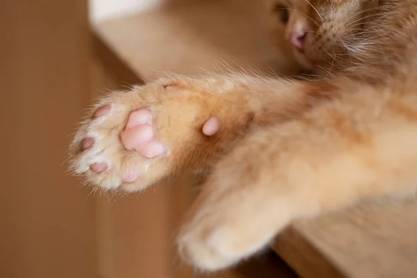 Fotografía de cerca de las patas del gatito, durmiendo en la mesa. — Foto de Stock