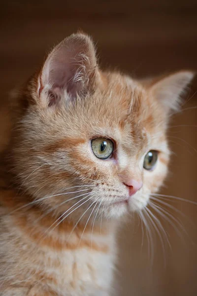 Фотография крупным планом милой рыжей кошки с зелеными глазами. Вертикальная ориентация. — стоковое фото