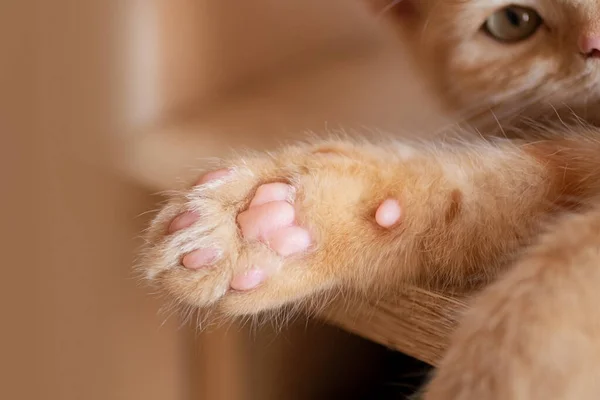 Fotografia de close-up das patas do gatinho, dormindo na mesa. — Fotografia de Stock