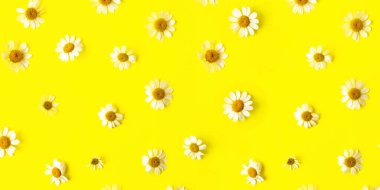 Parlak sarı arka planda taze papatya çayı deseni. Büyük afiş..