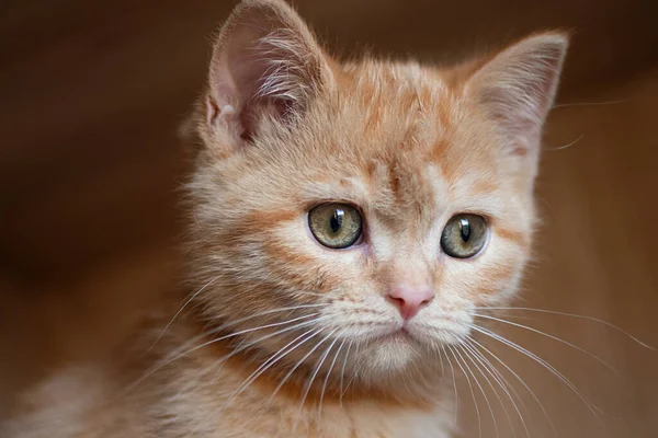Фотография крупным планом милой рыжей кошки с зелеными глазами. Горизонтальная ориентация. — стоковое фото