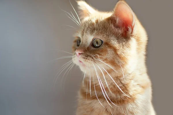 Fotografía de cerca del lindo gato jengibre con ojos verdes.Orientación horizontal. — Foto de Stock