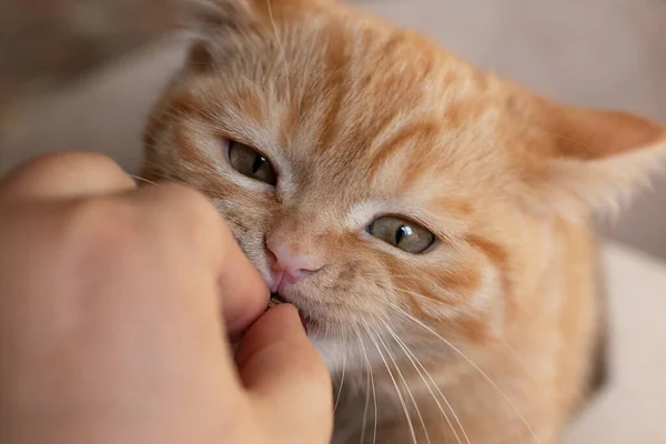 Divertido gato tratar de morder a su dueño por la mano. — Foto de Stock