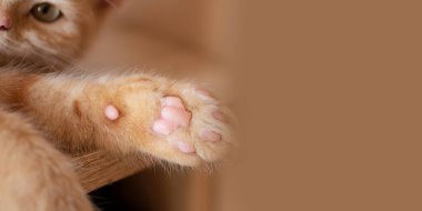 Kedi patilerinin yakın çekimleri, masada uyuması. Büyük afiş..