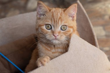 Kanepesinde oturan küçük kızıl kedi.