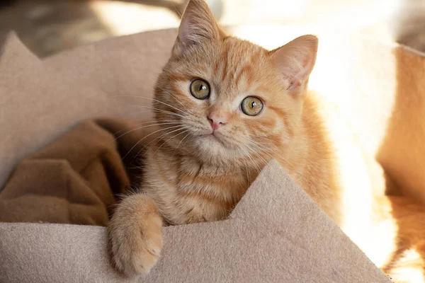 Pequeño Gato Jengibre Sentado Sofá — Foto de Stock