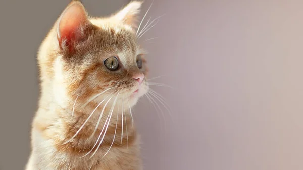 Fotografía Cerca Del Lindo Gato Jengibre Con Ojos Verdes Orientación — Foto de Stock