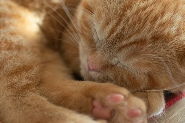 Fotografía Cerca Del Gato Dormido Con Patas Rosadas — Foto de Stock