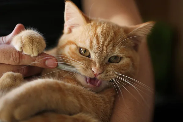 Gato Jengibre Las Manos Del Propietario Mastica Lápiz — Foto de Stock