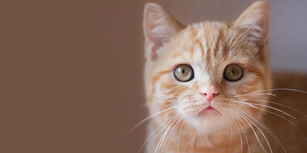 Fotografía Cerca Del Lindo Gato Jengibre Con Ojos Verdes Orientación — Foto de Stock