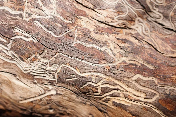 Фотография Крупным Планом Текстуры Дерева Причудливыми Узорами — стоковое фото
