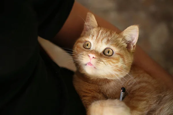 Смішний Імбирний Кіт Дивиться Свого Власника — стокове фото