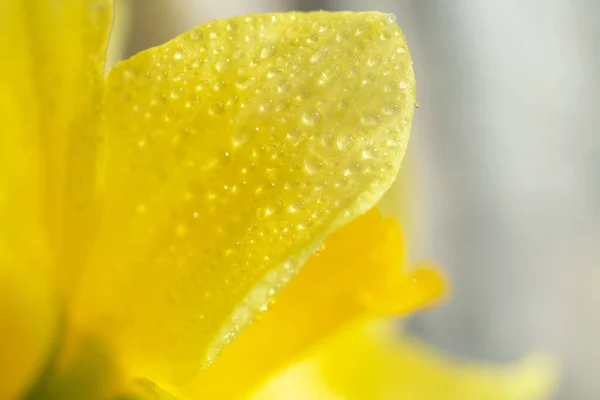 Sarı Narsistlerin Doğal Arkaplanı Yapraklara Damlalar Seçici Odak — Stok fotoğraf