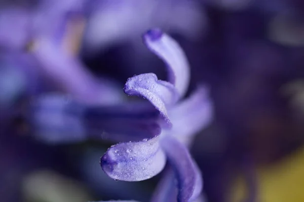 湿った紫色の花を持つ自然な背景を退色 — ストック写真