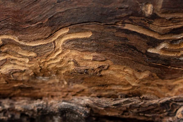 Фотография крупным планом текстуры дерева с причудливыми узорами. — стоковое фото