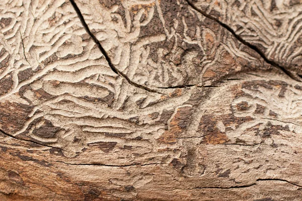 Fotografia de close-up da textura da árvore com padrões caprichosos. — Fotografia de Stock