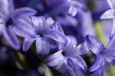 Islak menekşe çiçekleri ile odaklanmış doğal arkaplan.