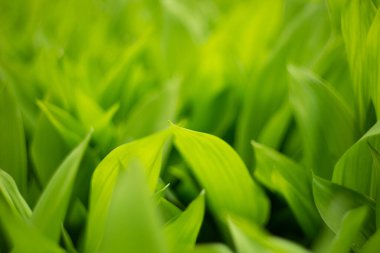 Yeşil yapraklardan odaklı olmayan doğal arkaplan.