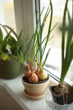 Kapanış fotoğrafı, esrar, soğan dolu, evde çizim..