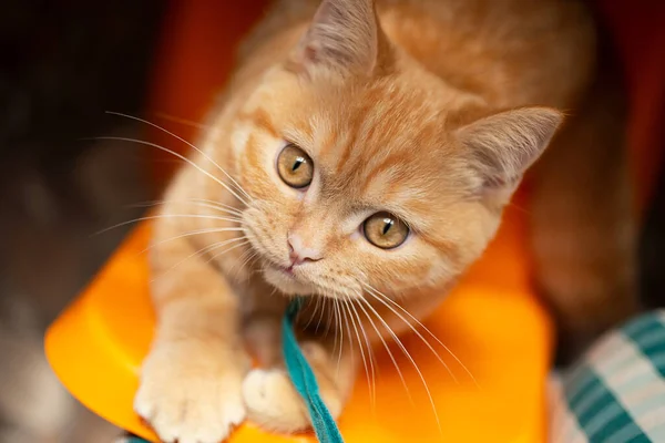 Top View Cute Ginger Cat Playing His Owner — Foto de Stock