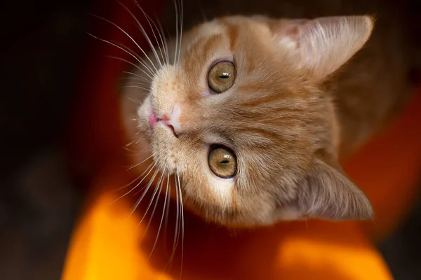 トップビュー生姜子猫 オレンジの椅子に座って — ストック写真