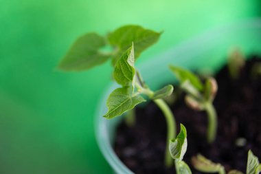 Fasulye filizinin makro fotoğrafı, ikinci gün yapraklar ortaya çıktı..