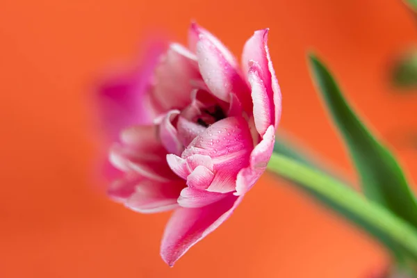 Closeup Photography Peony Tulip Water Dpors Orange Background Copy Space — Stok fotoğraf