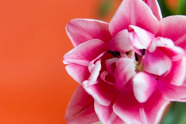 Closeup Photography Peony Tulip Water Dpors Orange Background Copy Space — Stok fotoğraf