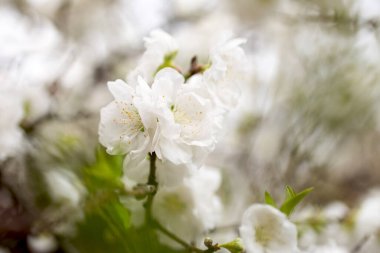 Beyaz çiçekli dallar ve taze yeşil yapraklar. Taze, kokulu çiçekler..