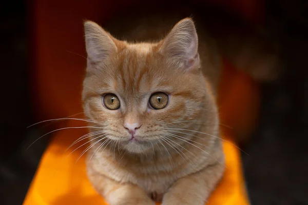 Top View Ginger Kitten Sitting Orange Chair — Foto de Stock