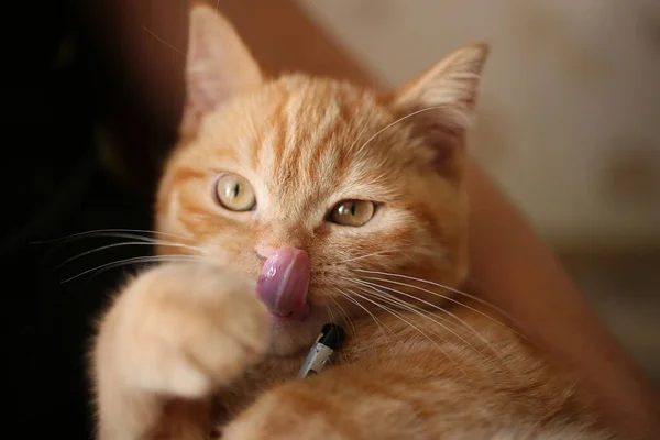 Closeup Photography Licking Cat His Owner Hands — Stockfoto