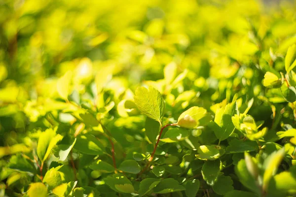 Dalın üzerindeki yeşil yapraklardan odaklanmış doğal arkaplan.
